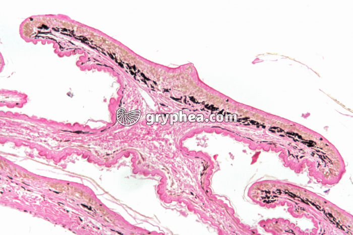 Epiderme reptile CT x7 - gryphea.org